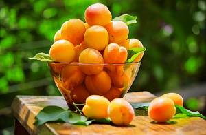 Лучшие сорта абрикос в Украине