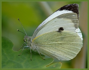Бабочка Белянка капустная (Капустница). Насекомое вредитель