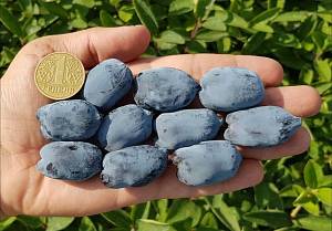 В Украине вырастили ягоду жимолости рекордного веса
