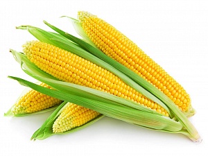 Продажи украинской кукурузы самые низкие за 3 года