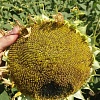 Насіння соняшника гібрид Осман / за літньою ціною