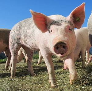 Ціни на свиней в Україні стабільні, в Європі падають