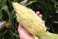 Необычная сверхсахарная кукуруза из Украины