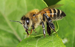 Фунгициды убивают медоносных пчел