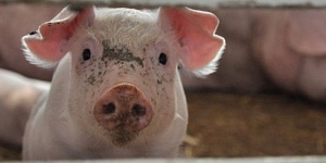 Спустя три года Украина может полностью лишиться поголовья свиней