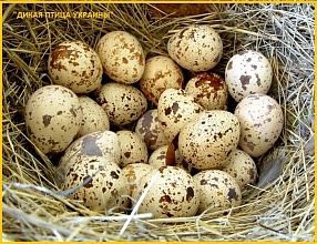 Яйца инкубационные перепела Фараон (селекция Espana).