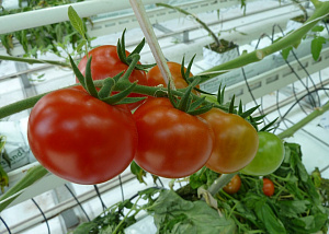 Перебои с импортом огурцов и томатов из Турции повысили цены в Украине