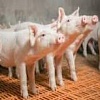 Продаж ферми в Житомирській області: свині, ВРХ, птахи і т.д.