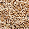 Продам зерно пшеницы и подсолнечник