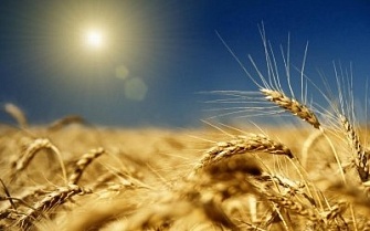 Куплю пшеницу, ячмень нового урожая.