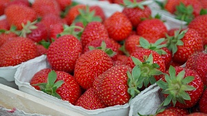 На Западе Украины свежая ягода стоит уже дешевле, чем год назад