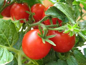 Из-за невысокого спроса в Украине дешевеет турецкий томат