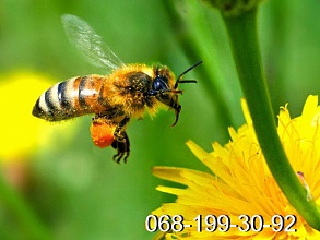 Пчеловодство. Пчелиные плодные (меченые) матки карпатка.  Пчелопакеты