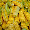 Семена кукурузы Полтава. Украинская, импортная селекция.