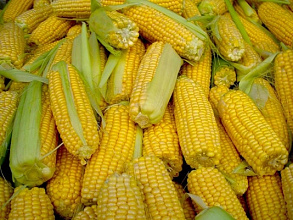 Семена кукурузы Полтава. Украинская, импортная селекция.