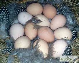Инкубационные яйца и молодняк племенных цесарок