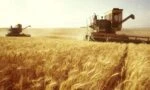 Пять крупнейших аграрных холдингов Украины