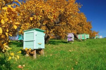 Сезонные работы на пасеке. Осень