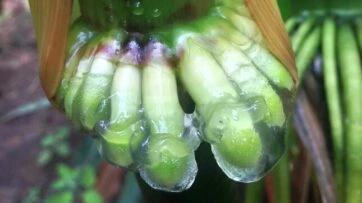 Революционная кукуруза Революционная кукуруза
