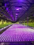 Украина наращивает экспорт овощей из высокотехнологичных зимних теплиц