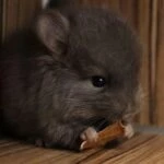 Разведение шиншилл