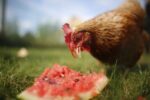 Австралія долучилася до руху 100% cage-free яєць