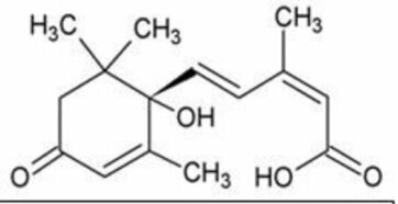 Абсцизовая кислота: защита от засухи и не только
