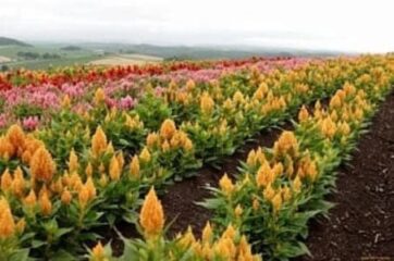 Перспективи амарантового бізнесу Амарантове поле
