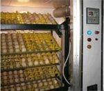 Дезинфекция инкубатора