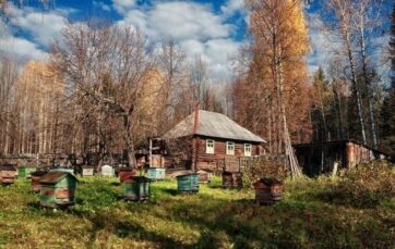 Осіннє об'єднання слабких бджолиних сімей