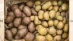 Изменение вкуса картофеля