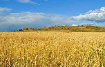 Ціни на зерно продовжують знижуватися