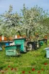 Пчелы линии кортувка породы карника