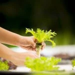 На Львовщине геотермальная энергия будет отапливать теплицы