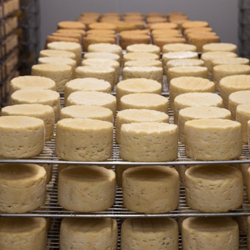 Головки сыра созревают в цеху сыродельного предприятия.