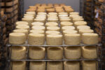 Головки сиру достигають в цеху сиродільного підприємства.