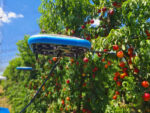 Летающий автономный робот Tevel собирает нектарины в саду.