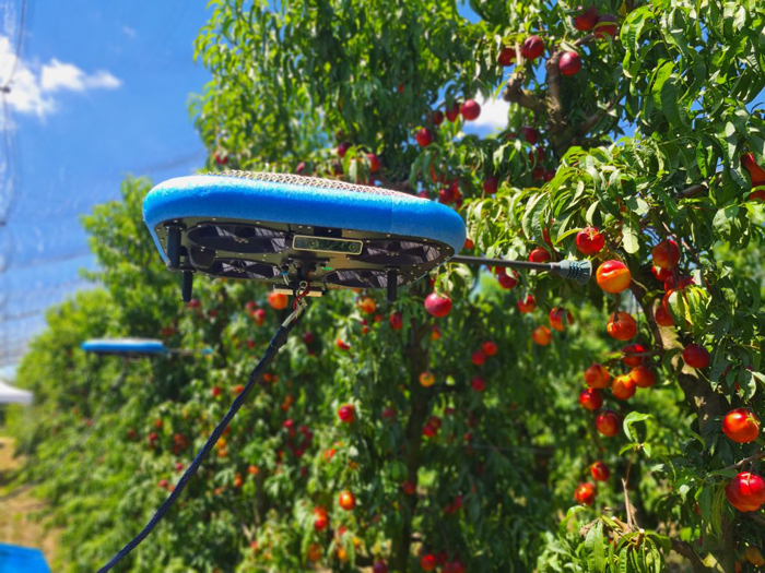 Летючий автономний робот Tevel збирає нектарини в саду.