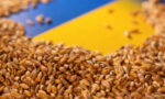 Зерно лежит на фоне украинского флага.