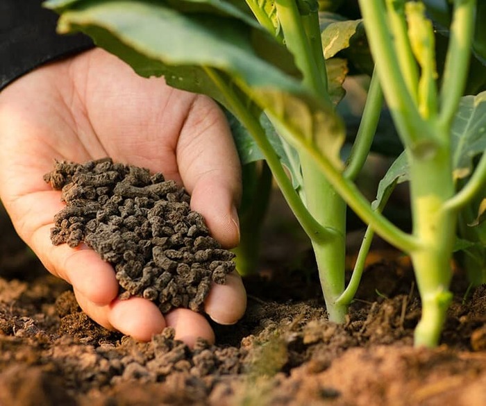 Как при помощи удобрений улучшить состав почвы