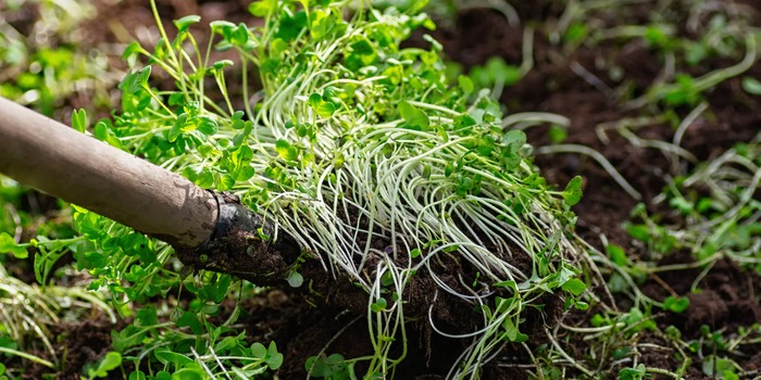 Улучшение плодородия почвы при помощи растений-сидератов