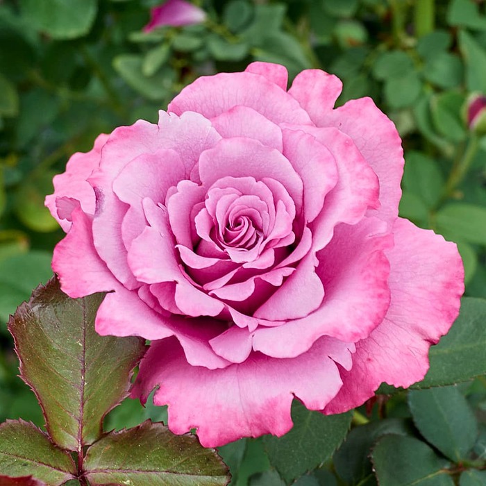 Розы Флорибунда на садово-огородном или приусадебном участке
