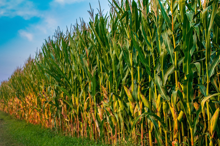 Кукуруза с созревающими початками растет на поле.