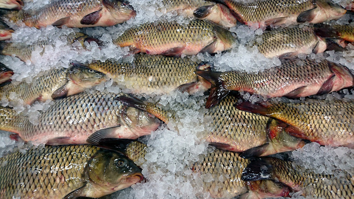 Караси лежат во льду, приготовленные к продаже на рыбном рынке.