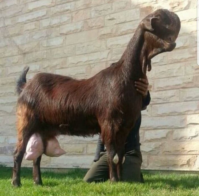 Дамаські кози породи шамі