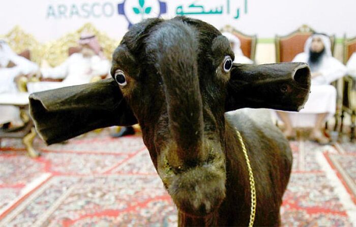Дамаські кози породи шамі