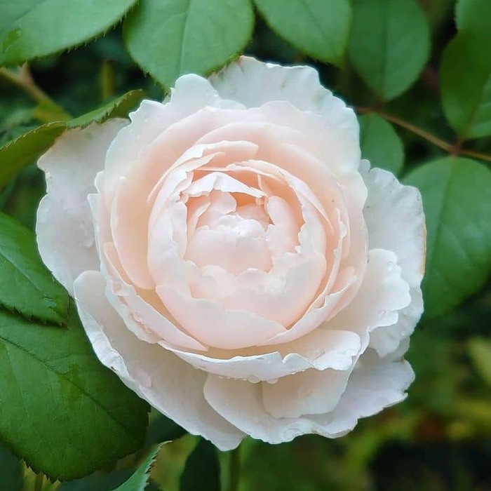 Розы Остина на дачном участке
