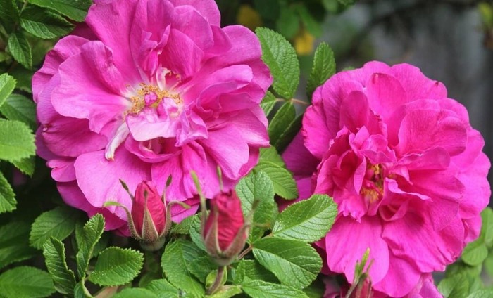 Роза морщинистая или ругоза на садово-огородном или приусадебном участке
