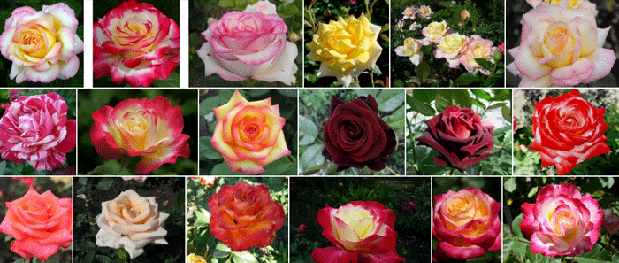 Чайно-гибридные розы на садово-огородном или приусадебном участке