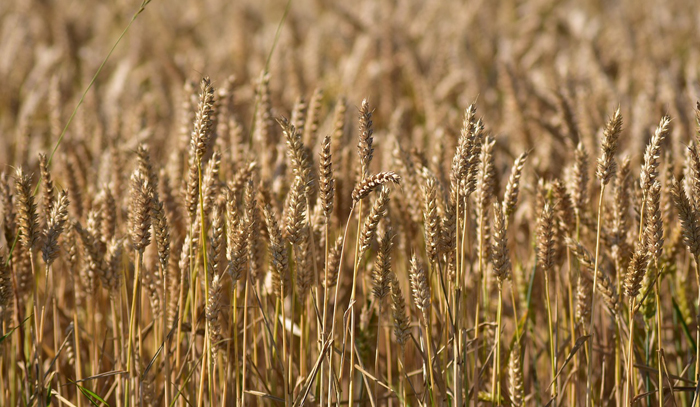 Почти дозревшие колосья пшеницы растут в поле.